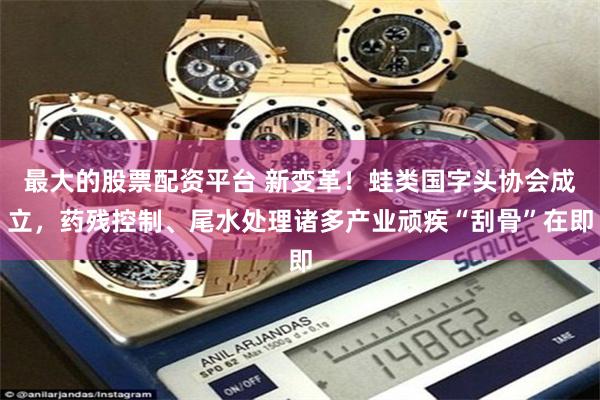 最大的股票配资平台 新变革！蛙类国字头协会成立，药残控制、尾水处理诸多产业顽疾“刮骨”在即
